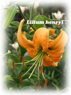 Image of Lilium henryi