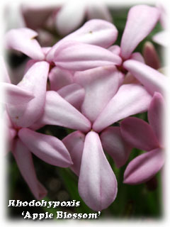 Image of Rhodohypoxis 'Apple Blossom'