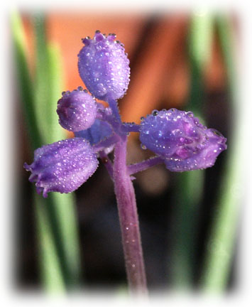 Muscari parviflorum