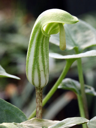 Arisarum vulgare